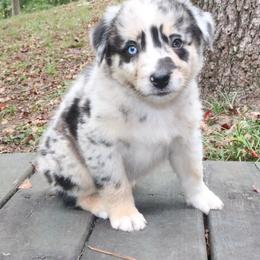 Sketch - Blue merle male Australian Shepherd puppy in Macon, Georgia from Shaina’s Shepherds