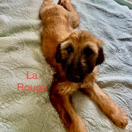 Prince Le Rougé - Red male Afghan Hound puppy in Cottonwood, California from California Royal Afghans