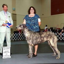 Irish Wolfhound All Grown Up from Steppin'wolf Irish Wolfhounds