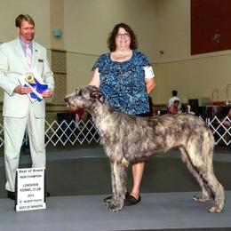 Irish Wolfhound All Grown Up from Steppin'wolf Irish Wolfhounds