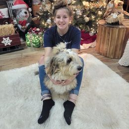 Bernedoodles, Cavapoos, Cockapoos, Goldendoodles, Havapoos, and Poodles from Farquharson's Poodles&Doodles