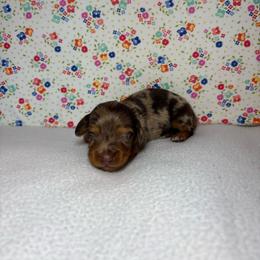 Carson - Dapple male Dachshund puppy in Mountain Grove, Missouri from Happy Hounds