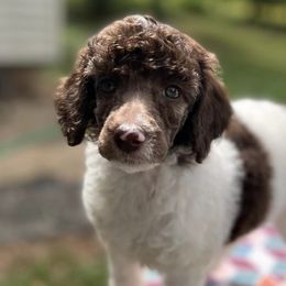 Poodles from Three Hearts Kennels