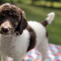 Poodles from Three Hearts Kennels