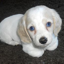 Dachshunds from Luvindoxys4u