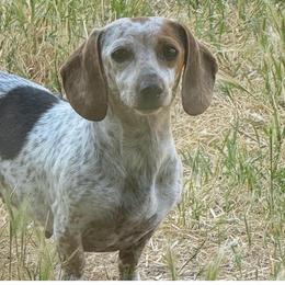 Mocha - Piebald female Dachshund puppy in Anderson, California from Golden Paws Dachshunds