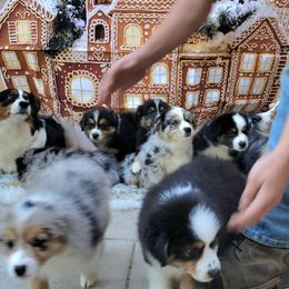 Australian Shepherd Puppies from Winsome Aussies