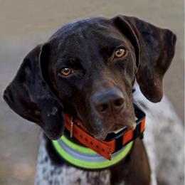 German Shorthaired Pointers from Gemutlich