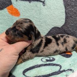 Gunther - Dapple male Dachshund puppy in Barnard, Missouri from KB Doxies