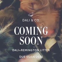 German Shorthaired Pointer puppies from Dali and Company