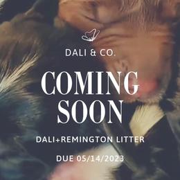 German Shorthaired Pointer puppies from Dali and Company
