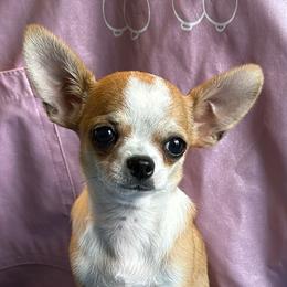 Black Gold ..... - Red and white male Chihuahua puppy in Leesville, Louisiana from BlackGoldToyPoodles