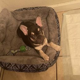 French Bulldog Puppies from Midwest mafia kennels LLC
