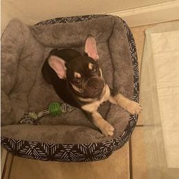 French Bulldog Puppies from Midwest mafia kennels LLC