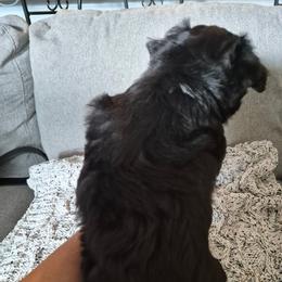 Maltipoo Puppies from Kirksey Texas Elite Maltidoodles