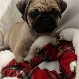 Ray Ray - Fawn Pug puppy in South Carolina from Pugs From the Corner