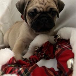 Ray Ray - Fawn Pug puppy in South Carolina from Pugs From the Corner