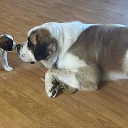 Saint Bernards from BnC Breeders