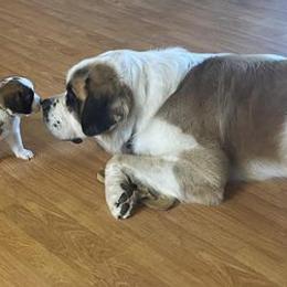 Saint Bernards from BnC Breeders