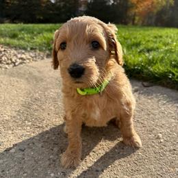 Light Green - Female - Red  female Goldendoodle puppy in Kent City, Michigan from Hannah Mae Doodles