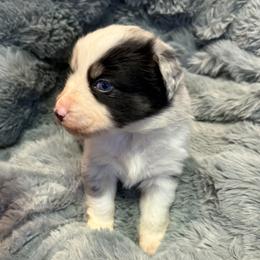 Australian Shepherd Puppies from Bullet & Whiskey’s Pups