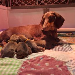 Cassie - Dachshund