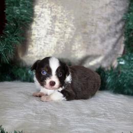 Ranger - Red tri male Toy Australian Shepherd puppy in Killen, Alabama from Wilkers Wholehearted Mini Aussies