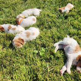 Brittany puppies from Rolling Field Brittanys