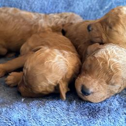 Penelope - Red  female Poodle puppy in Colerain, North Carolina from Lisa's Poodles