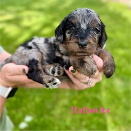 Italian Ice - Merle female Bernedoodle puppy in Midland, Michigan from Northern Charm Farm