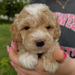 Captain - Cream male Cockapoo puppy in Bedford, Iowa from Our Father’s Doodles
