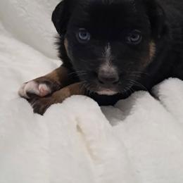 Gunner - Black tri-color male Australian Shepherd puppy in Darrington, Washington from Cart River Aussies