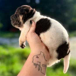 Harry - Black male Chinese Shar-Pei puppy in Lehigh Acres, Florida from Florida Wrinkles