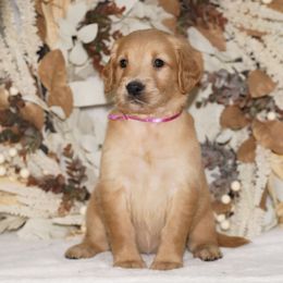 Pink Ribbon - Dark golden female Golden Retriever puppy in Howard City, Michigan from Sherman's Shepherds