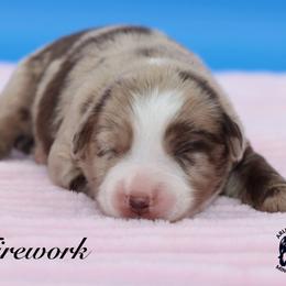 Firework - Red merle female Miniature Australian Shepherd puppy in Weeki Wachee, Florida from Arlington's Mini Aussies