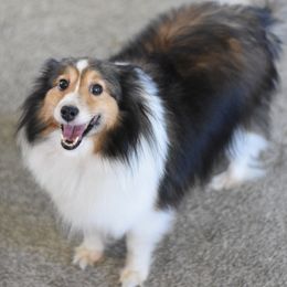 Roxy - Sable and white female Shetland Sheepdog puppy in Wolcott, Indiana from Southside Shelties