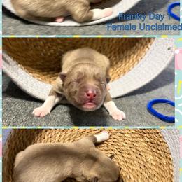 Franky - Red and white female Siberian Husky puppy in Canton, Ohio from Bleu Skies Siberian Huskies