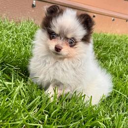 RARE CHOCOLATE ROAN - Chocolate female Pomeranian puppy in Bourbonnais, Illinois from T & D Poms