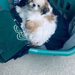 Shih Tzu Puppies from Prescious Shih Tzu’s