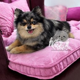 Blu - Pomeranian