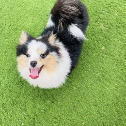 Pomeranian All Grown Up from Plush Pomeranians