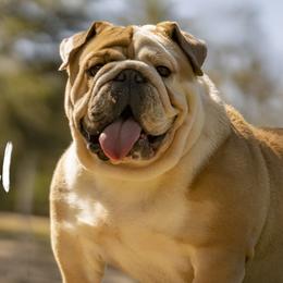 Hazel - Bulldog
