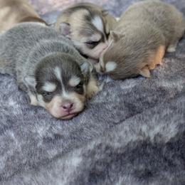 Dante - Male - Blue male Pomsky puppy in Hurleyville, New York from My Crazy Pomskys
