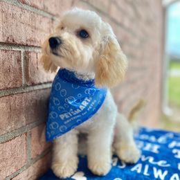 Toby - Cream male Poodle puppy in Hephzibah ( Richmond County ), Georgia from Healing Pawz LLC