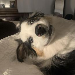 Australian Shepherd All Grown Up from Small Town Australian Shepherds
