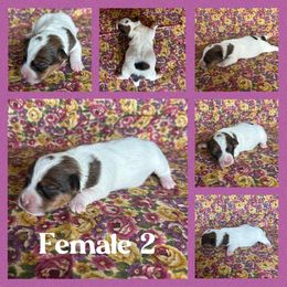 Female 2 - Tri-color female Russell Terrier puppy in Zim, Minnesota from ZimBogWay Acres