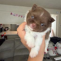 Snickers - Chocolate parti male Pomeranian puppy in Stanton, California from Pure hearts