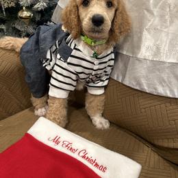 Apollo - Apricot male Poodle puppy in Mobile, Alabama from Semmy’s Standard Poodle LLC