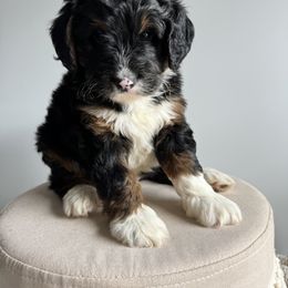 Bernedoodle, Bernese Mountain Dog, Cavalier King Charles Spaniel, and Goldendoodle Puppies from Adventure Doodles Of East TN