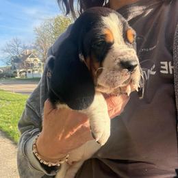 Addie - Black brown and white female Basset Hound puppy in Cadillac, Michigan from Garrow Danes House of Blues